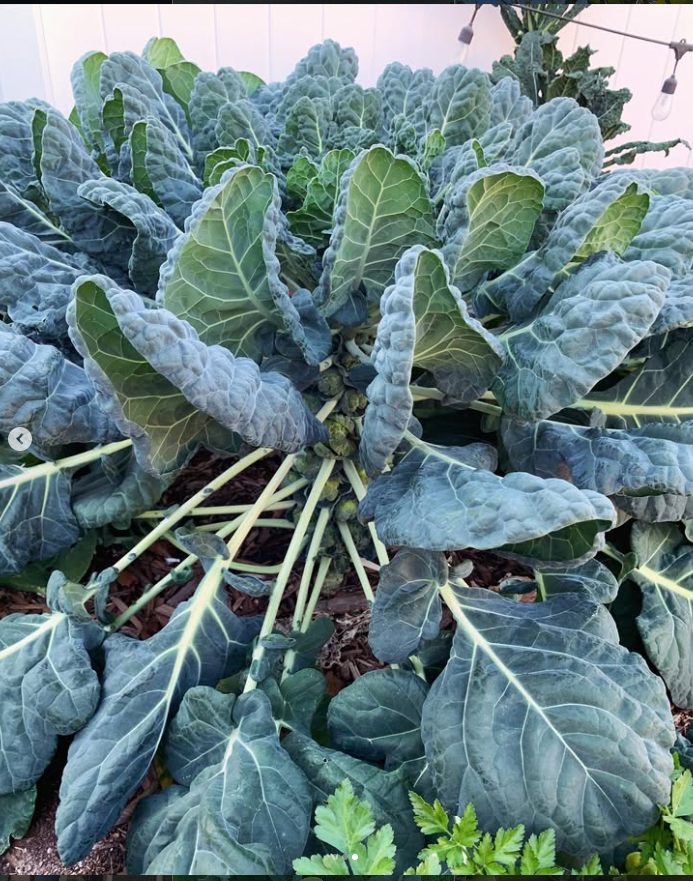 A Brussels sprouts plant growing in a home garden.