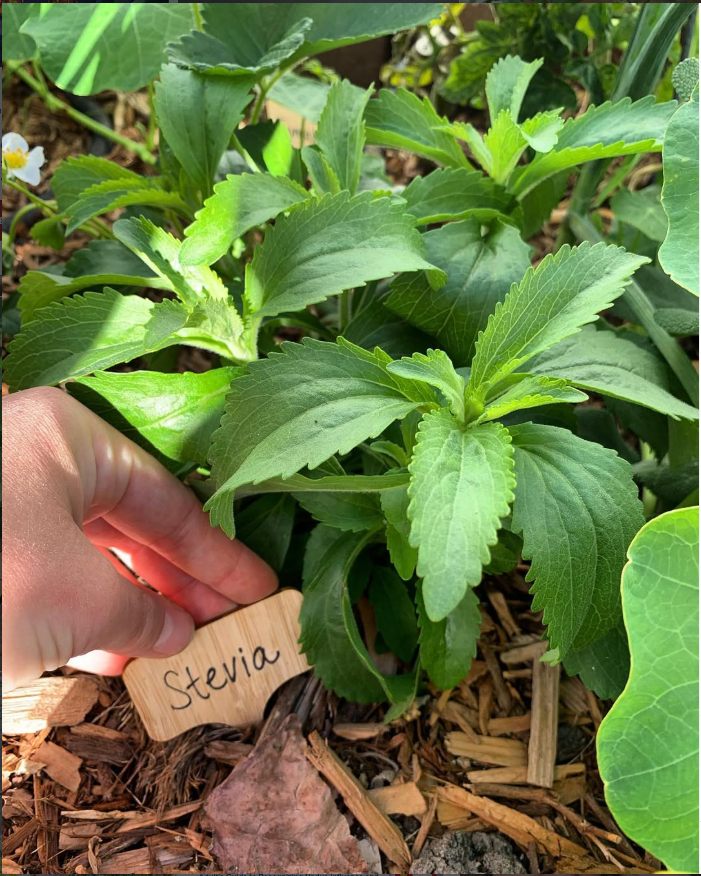 A stevia plant growing in a home garden.
