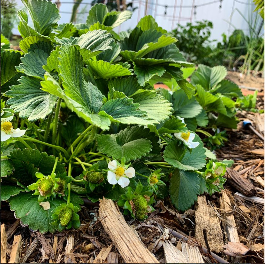 A strawberry plant in flower.