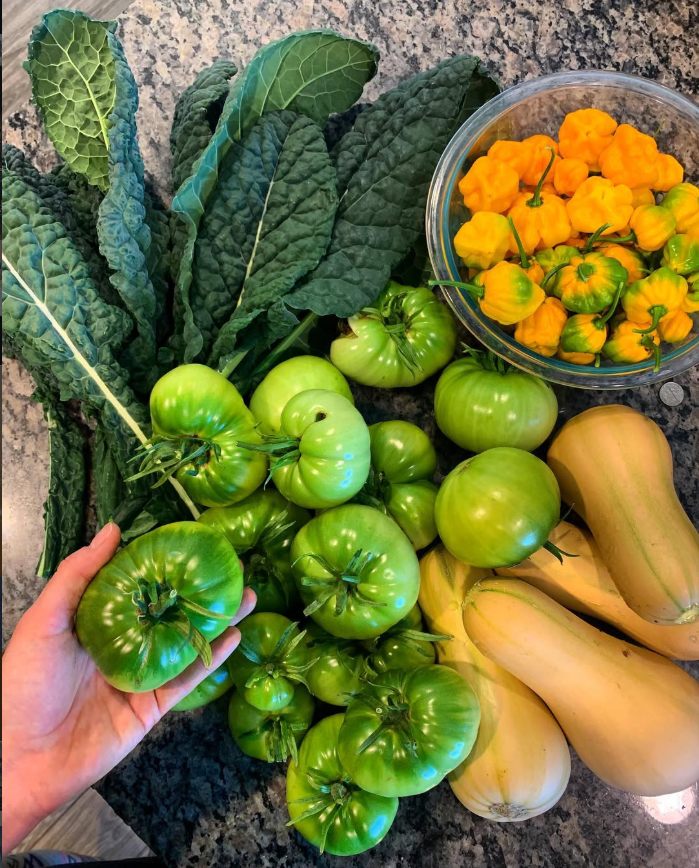 A harvest of kale, tomatillos, squash, and peppers.
