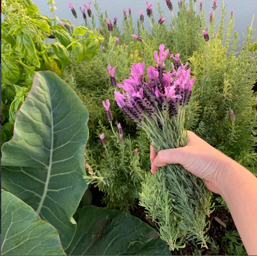 A hand holding a freshly cut lavender bouquet above a garden bed of chard and basil.