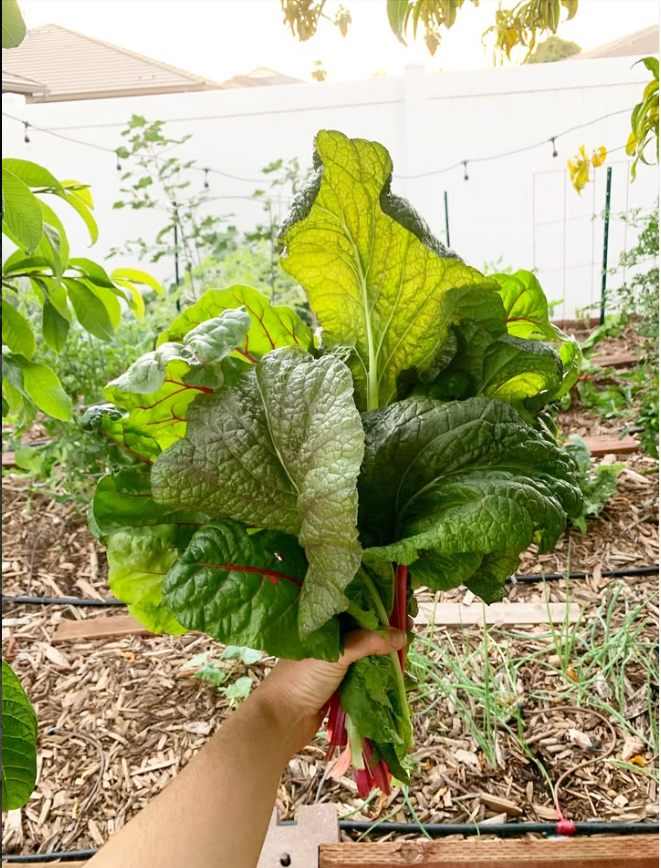 A fresh harvest of Swiss chard.